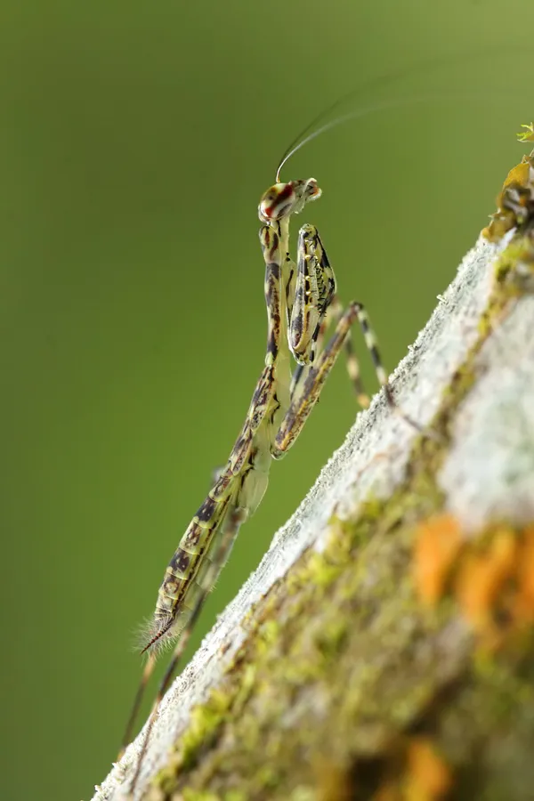 Kratt's Lichen Mantis - photo 3