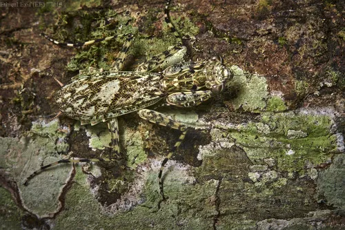 Liturgusa lichenalis