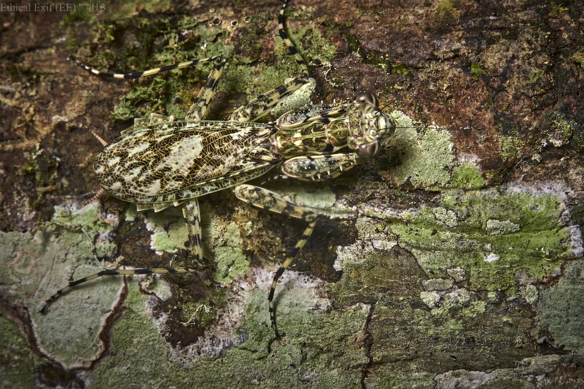 Liturgusa lichenalis - photo 3