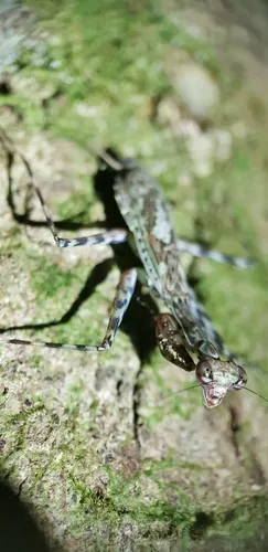 Liturgusa maroni