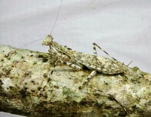 Liturgusa nubeculosa