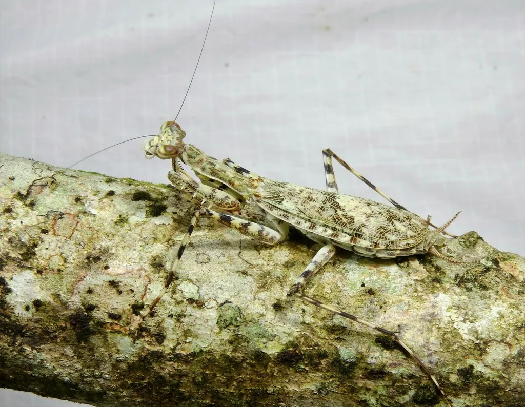 Liturgusa nubeculosa - photo 2