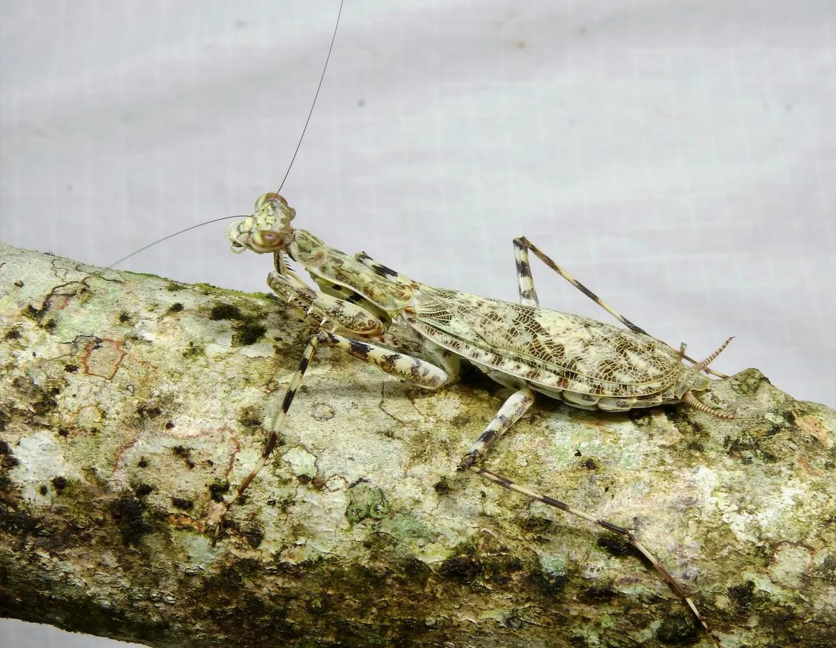 Liturgusa nubeculosa - photo 3