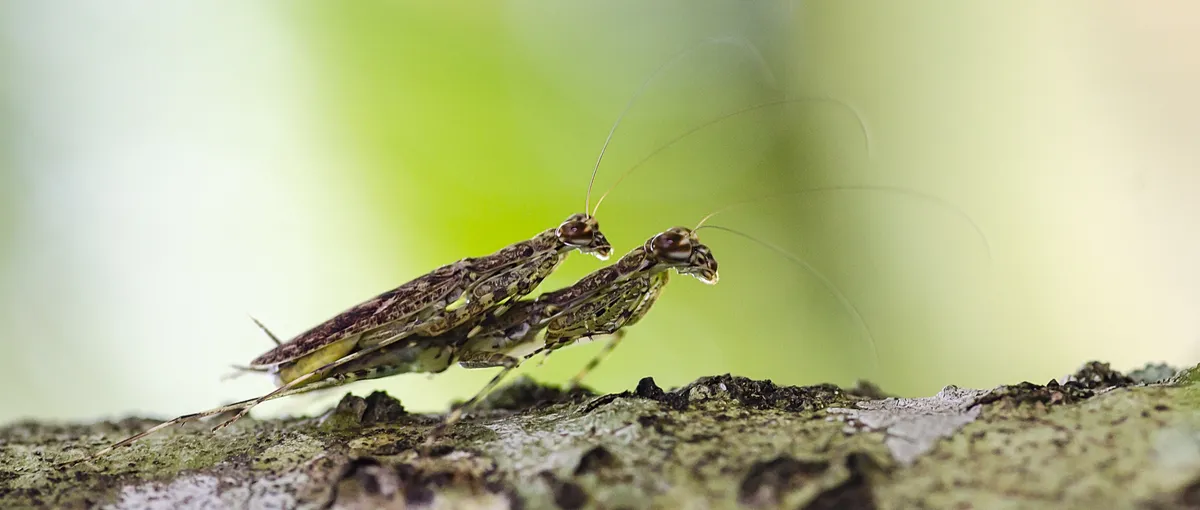 Liturgusa trinidadensis - photo 3