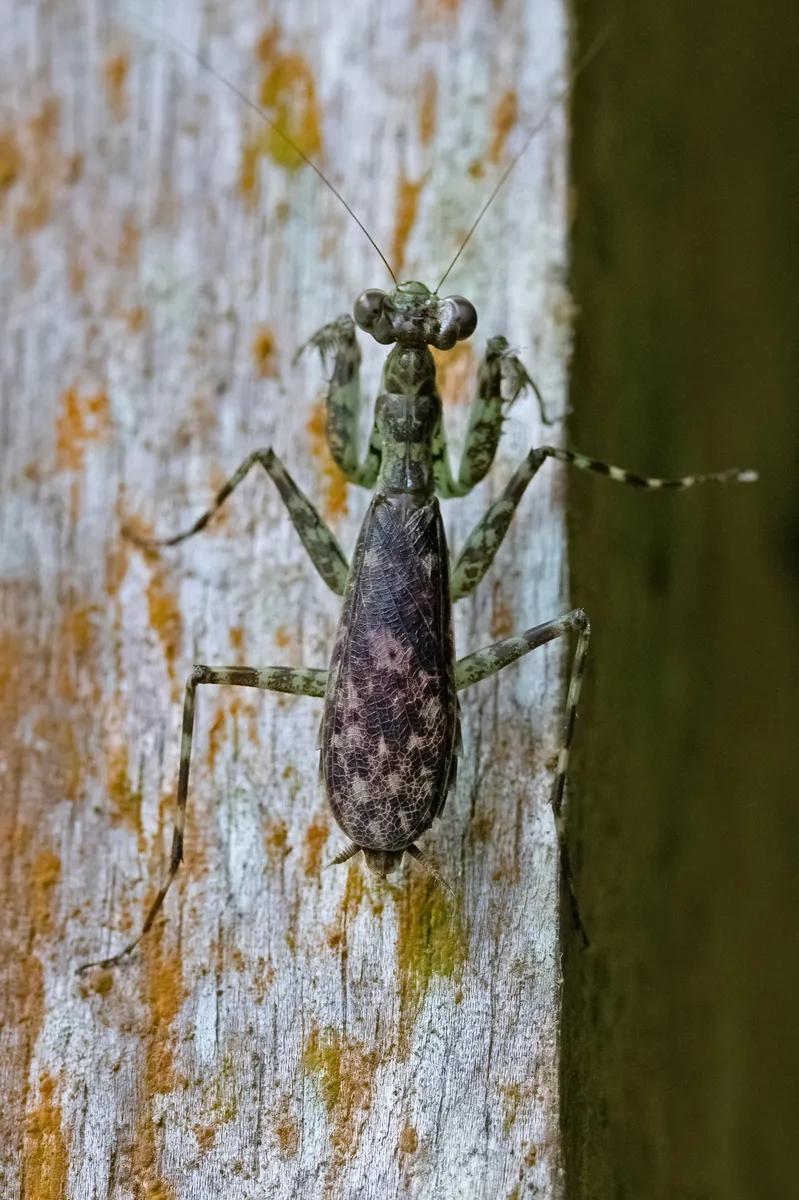 Liturgusidae - photo 2