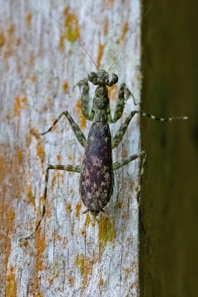 Liturgusidae - photo 3