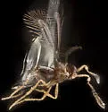 Litus camptopterus - Litus camptopterus