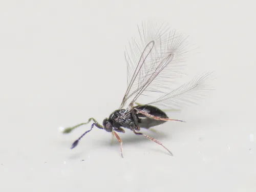 Litus cynipseus