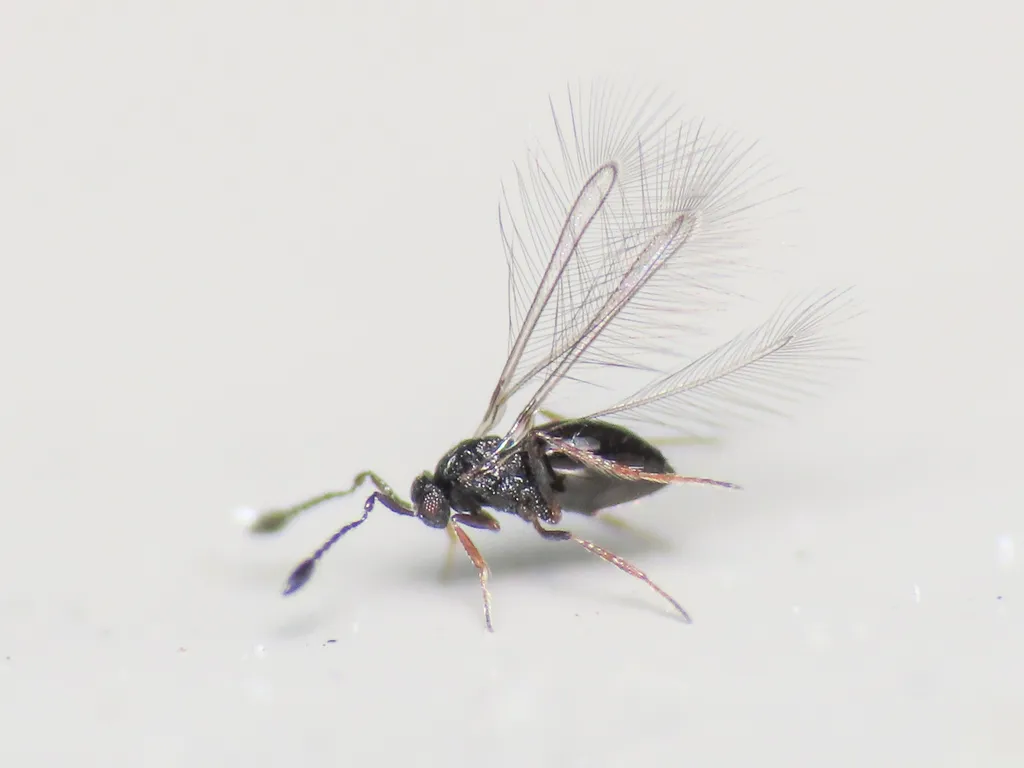 Litus cynipseus - photo 2