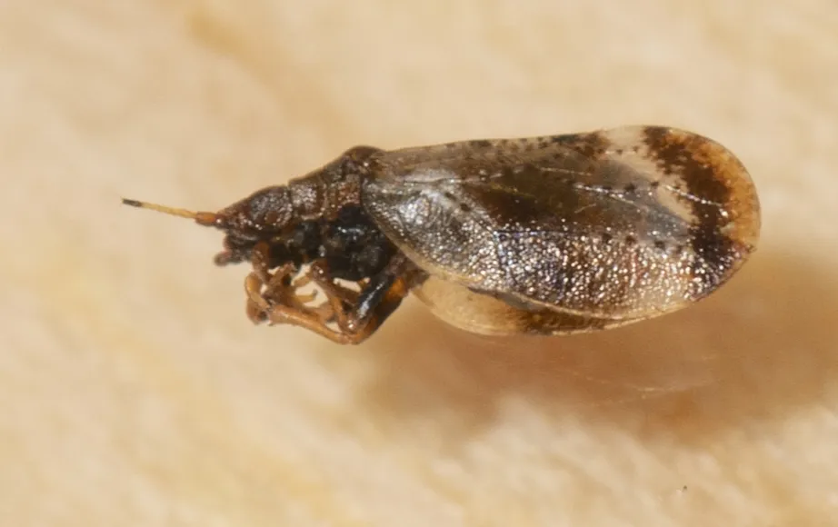 Livia bifasciata