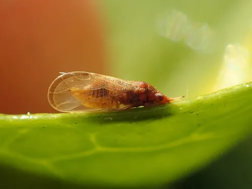 Livia caricis