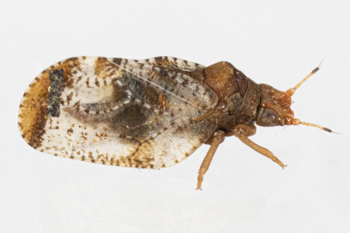 Liviidae - photo 3