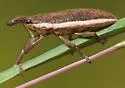 Lixus amplexus