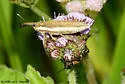 Lixus amplexus - photo 2