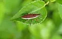 Lixus amplexus - photo 3