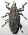 Lixus asper