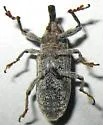 Lixus asper - photo 2