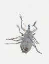 Lixus caudifer