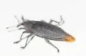 Lixus caudifer - photo 2