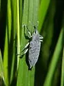 Lixus caudifer - photo 3
