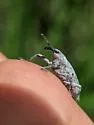 Lixus caudifer - photo 4