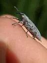 Lixus caudifer - photo 5