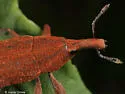 Rhubarb Weevil