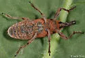 Rhubarb Weevil - photo 2