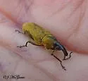 Rhubarb Weevil - photo 3