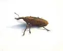 Rhubarb Weevil - photo 4