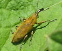 Rhubarb Weevil - photo 5