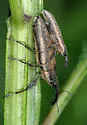 Lixus macer