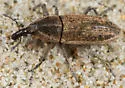 Lixus maritimus - Lixus maritimus