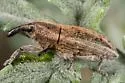 Lixus maritimus - photo 3