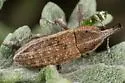 Lixus maritimus - photo 4