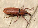 Lixus merula - photo 2