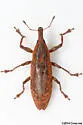 Lixus merula - photo 3