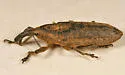 Lixus mucidus - Lixus mucidus