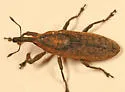 Lixus mucidus - photo 2