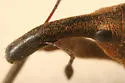 Lixus mucidus - photo 3