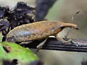 Lixus mucidus - photo 4