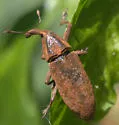 Lixus mucidus - photo 5
