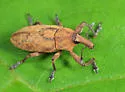 Lixus musculus - photo 2