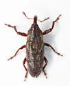 Lixus nitidulus - photo 2