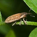 Lixus perforatus - Lixus perforatus