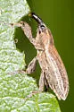Lixus perforatus - photo 3
