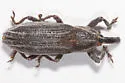 Lixus perforatus - photo 4