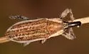 Lixus perforatus - photo 5