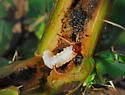 Lixus pervestitus - photo 2