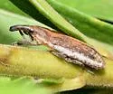 Lixus placidus - photo 2